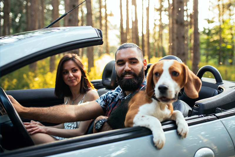 A picture of a couple in a car with a dog.  The car is a convertible and the top is open.